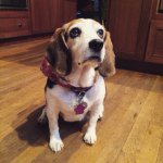 Tracie Elizabeth - Instagram Profile Picture of Tracie Elizabeth (@traciesullivan) on Instagram