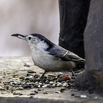 Peter Spencer - Flickr Profile Picture of Peter Spencer (@peter57117) on Flickr