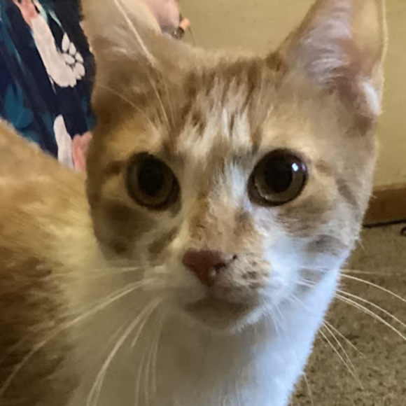 Profile Picture of Essie Essie (@essietheone9) on Poshmark