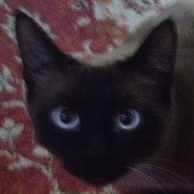 Profile Picture of Joe McManaman (@Porquebrute) on Twitter