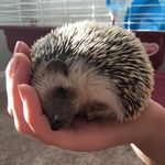 Alexis - Instagram Profile Picture of Alexis (@neville_thehedgehog) on Instagram