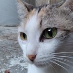 Profile Picture of Belens joseph (@josephbelens3) on Instagram