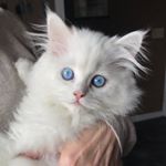 Profile Picture of Khaleesi (@khaleesithekitty116) on Instagram