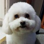 Profile Picture of Athena Sanchez (@athena_bear_pooch) on Instagram
