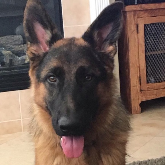 Profile Picture of Melisa Engebritson (@melisa_e) on Poshmark