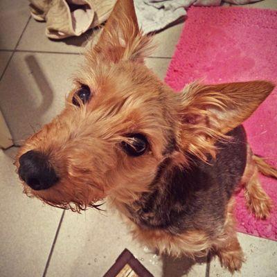 Profile Picture of Denis Poisson (@DenisPoisson793) on Twitter