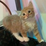 Profile Picture of kips (@kipseynicholson) on Instagram