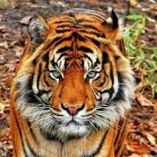 Profile Picture of Robert Ivancic (@Robinjo072) on Youtube