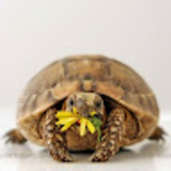 Profile Picture of Shauna Walters (@shauna1477) on Poshmark