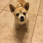 Profile Picture of Glenn Mattos-Keeton (@glennjamine) on Instagram