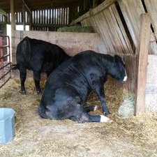 Profile Picture of Jeff Bogue (@boguecattle) on Twitter