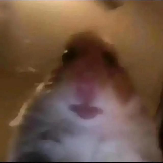 Profile Picture of Haroldhamster (@harold_thehamster1) on Tiktok