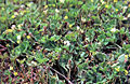 Profile Picture of Trifolium subterraneumon Wikipedia