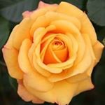 Profile Picture of Emily Ferrante (@ferranteemily) on Instagram