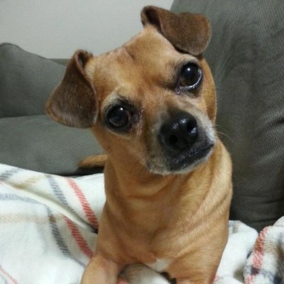 Profile Picture of Tiny Jon Theriot (@TinyThePuggle) on Twitter