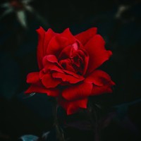 Profile Picture of Zachary Mcmanus (@zachary-mcmanus-5) on Quora