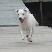 Profile Picture of Joseph Fish (@joeafish) on Youtube