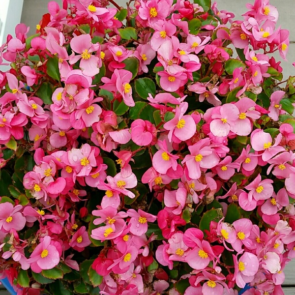 Profile Picture of Sharon Barron (@sharonbbbbb) on Poshmark