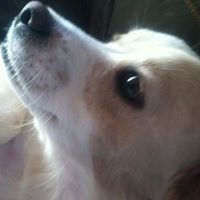 Profile Picture of Gloria Hahn (@ghahn0954) on Pinterest