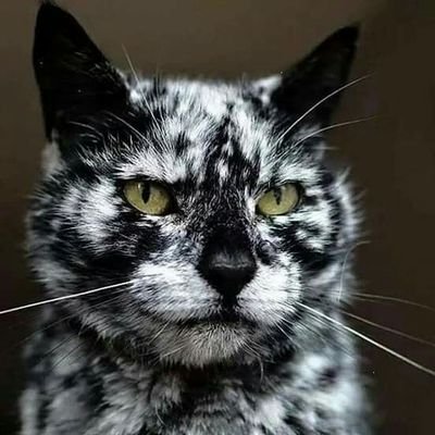 Profile Picture of Nerine (@paula_gallo) on Twitter