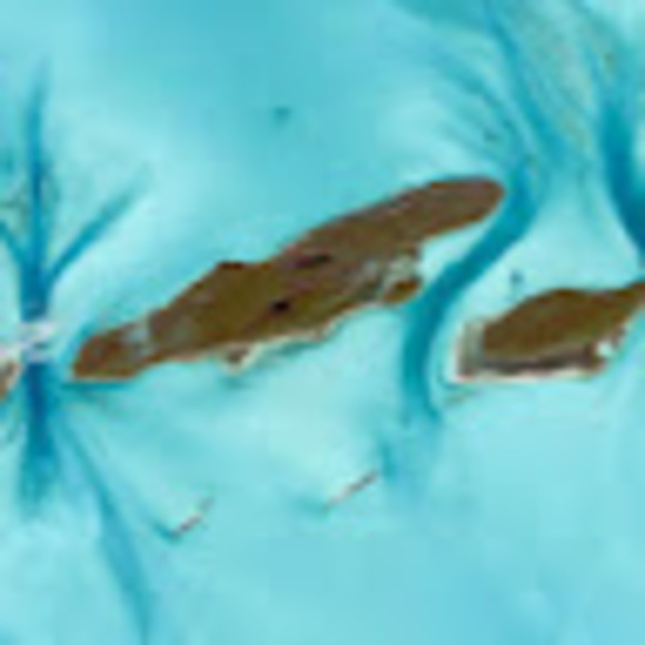 Profile Picture of Robert Kohanski (@robertkohanski) on Poshmark