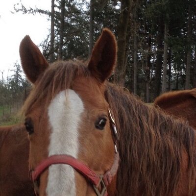 Profile Picture of Tonya Applegate (@tonya_applegate) on Twitter