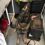 Profile Picture of Florence (@florence_the_german_shepherd) on Instagram