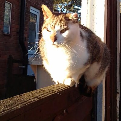 Profile Picture of Geoffrey Sharp (@helenrocks123) on Twitter