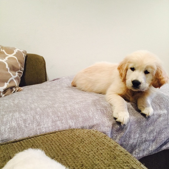 Profile Picture of Kaitlin Lissandrello (@klissandrello) on Poshmark