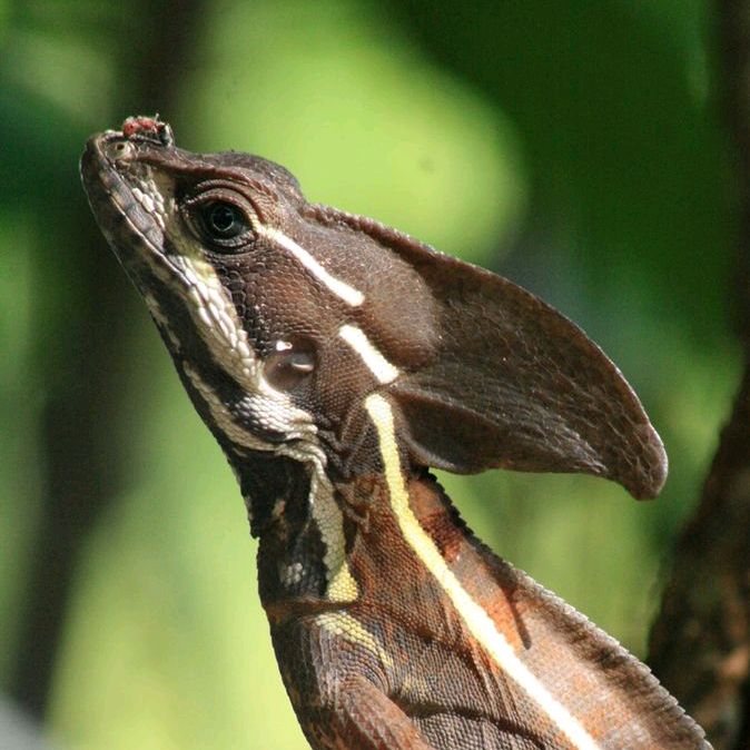 Profile Picture of Rene Vargas145 (@renevargas025) on Tiktok