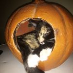 Profile Picture of Allison Weaver (@weaverallison64) on Instagram