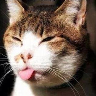 Profile Picture of Neil MacDougall (@Mycatflowers1) on Twitter