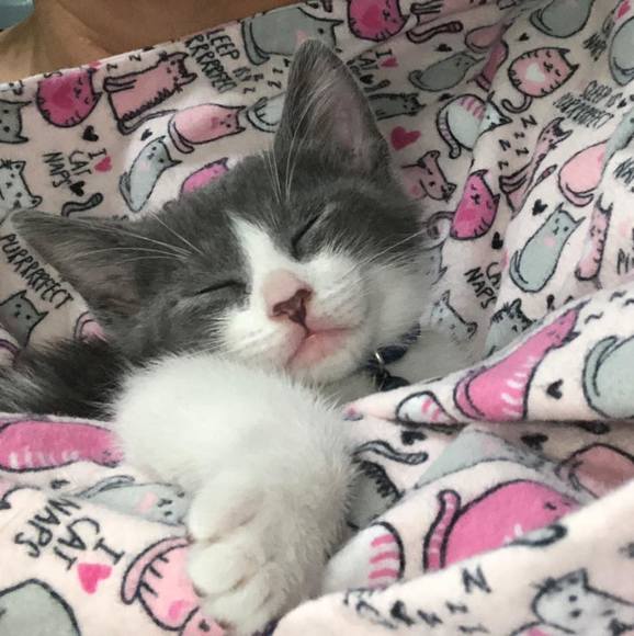 Profile Picture of Cindy Stowers (@louwhotx) on Poshmark