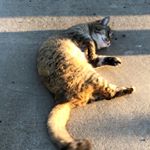 Profile Picture of William Reynolds (@slip.slop.in.ya.coc) on Instagram