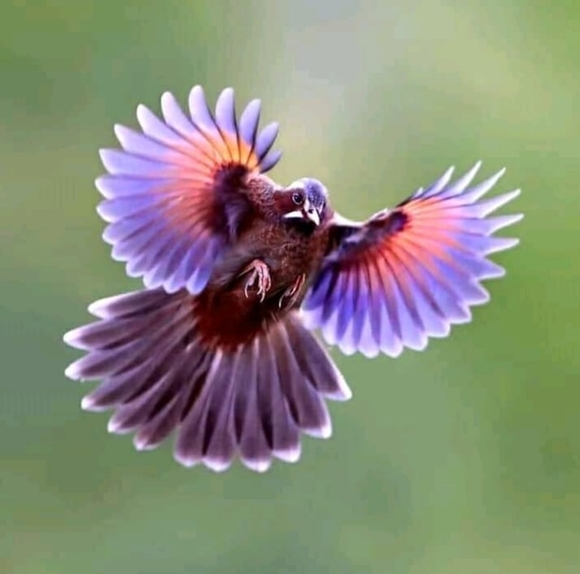 Profile Picture of Saif Abdulkareem (@saifabdulkareem) on Poshmark