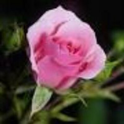 Profile Picture of Cleonia Barry (@cleobarry) on Twitter