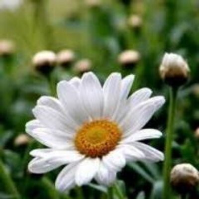 Profile Picture of JeremyDonovan (@JeremyDonovan8) on Twitter