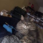 Profile Picture of Carly McLean (@carlyjmclean) on Instagram