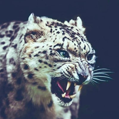 Profile Picture of Leo King-Shaffer (@WILDxWANDERLUST) on Twitter