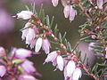 Profile Picture of Erica (plant)on Wikipedia