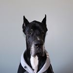 Profile Picture of Hooper Ray Smith (@hooperthegreatdane) on Instagram