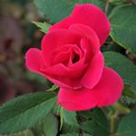 Profile Picture of Grant Hamilton (@grant_h_14) on Instagram