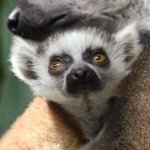 Profile Picture of Stephen Talbott (@stephen_zip) on Instagram