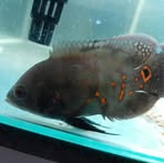 Profile Picture of Jared Fishkeeper (@Jared-Fishkeeper) on Facebook