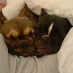 Profile Picture of Larry and Ernie Shrader (@frenchiesofthornton) on Instagram