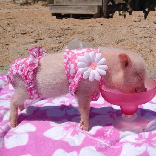 Profile Picture of 𝑰𝒔𝒂𝒃𝒆𝒍𝒍𝒆 (@coinneaill) on Tiktok