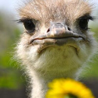 Profile Picture of Karl Kruse (@ANoNyMuuus) on Twitter