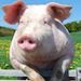 Profile Picture of Bryan Ngo (@28bngo) on Pinterest
