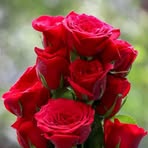 Profile Picture of Ariba Tanjum Orin (@ariba.tanjum.orin) on Facebook