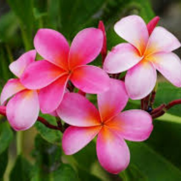 Profile Picture of Amanda Steffens (@steffam89) on Poshmark